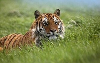 Tiger Mac Apple Pictures Wallpaper High Quality