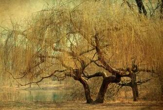 Gold Tree Wallpaper HD
