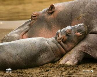 Baby Hippo Wallpaper