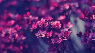 Flower Image For Wallpaper Weneedfun
