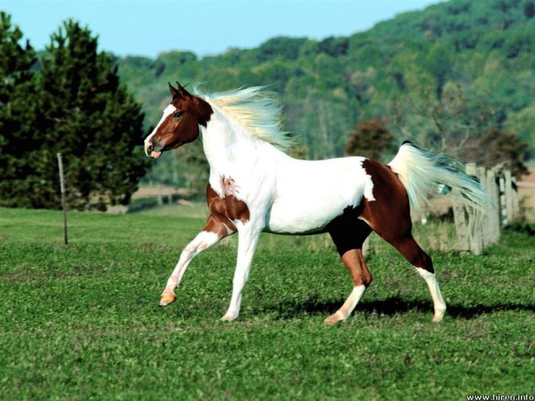 Horse Screensavers By
