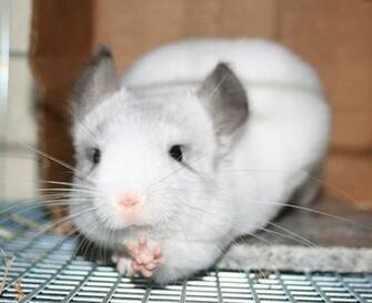 Chinchilla Paws By Enigmaticreactions