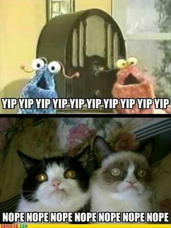 Cat Pictures Funny Grumpy Pics