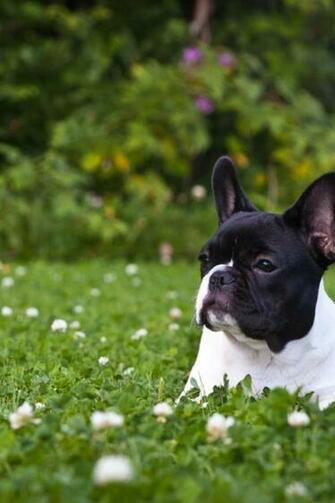 French Bulldog Desktop Background