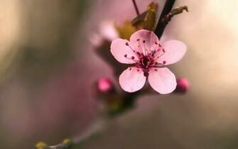 Cherry Blossom Background Net