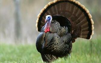 Turkey Widescreen Wallpaper High Definition HD