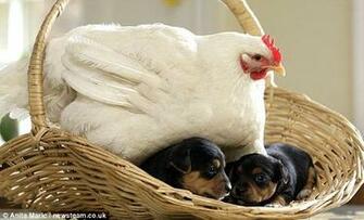 Chicken Fun Funny Pictures Pics