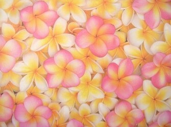 Frangipani Background F Jasmim Manga Plum Ria Ou P