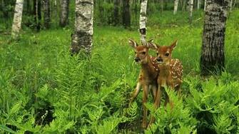 HD Wallpaper 1080p Widescreen Animal