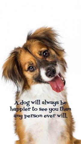 Dog Wallpaper I Phone And Android HD Sized Homescreen