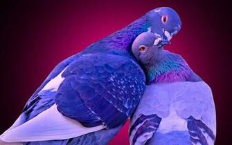 Love Birds Kissing Wallpaper Litle Pups