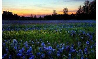 Valley Of Flowers Wallpaper