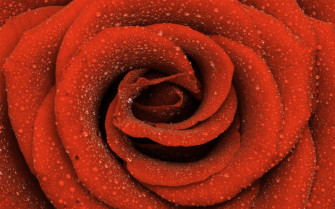 Large Rose Wallpaper Foto