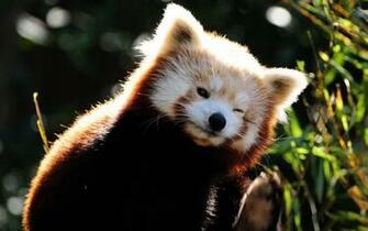 Red Panda HD Wallpaper