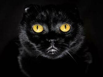 Eyes Cat Wallpaper Image Photos Pictures And Background For