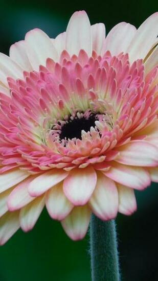 Pink Gerbera Daisy Flower Wallpaper iPhone Android Desktop