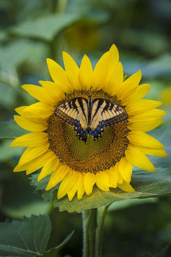Sunflower Embrace Butterfly Wallpaper