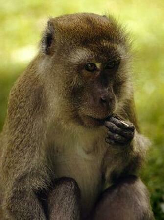 Monkey Pictures Primate Wallpaper National Geographic