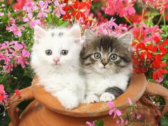Beautiful Cats Wallpaper