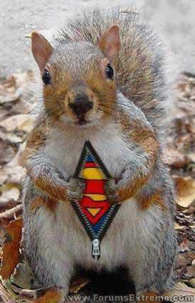 Fun Mix Image Mixed Animals Wallpaper Photos