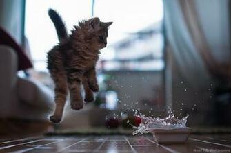 Funny Cats HD Wallpaper Cat With Words Guns Captions Dogs