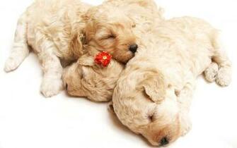 Cute Sleeping Puppies Wallpaper HD