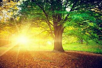 Nature Tree Leaves Sun Rays Bright Autumn Day Treem