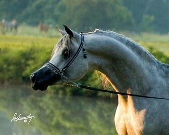 Arabian Horse Android Wallpaper Arsenal