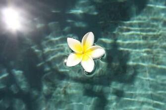 Plumeria Wallpaper