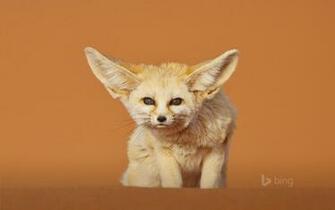 Funny Fox Photography Wallpaper