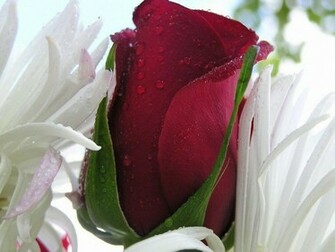 Animals Zoo Park Single Red Rose Wallpaper For Desktop Background