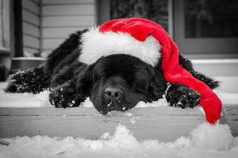 Christmas Dog Computer Wallpaper Picture Picserio