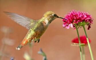 Hummingbird And Flowers Widescreen Hummingbirds Wallpaper