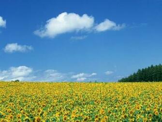 Sunflower Fields Screensaver Screensavers