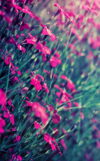Flower Wallpaper For Mobile HD