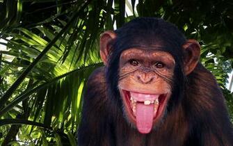 Chimpanzee Wallpaper Image Group