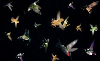 Alexander Mcqueen Hummingbird Pattern Feathered Friends Pinter
