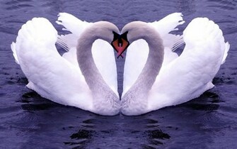 Birds Wallpaper And Pictures On Various Topics Movies Actors