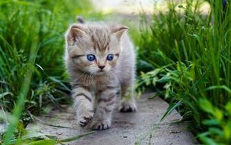 Pics Photos HD Wallpaper Cute Baby Cat For Desktop
