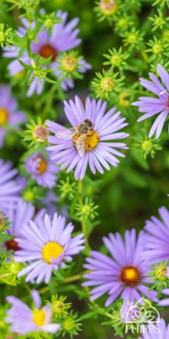 Aromatic Aster Wallpaper Teahub Io