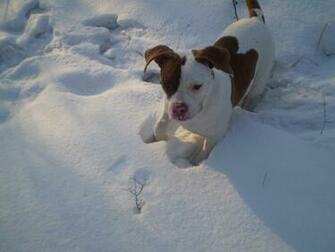 Playing In The Snow Wallpaper And Image