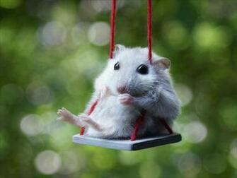 Cute Mouse Funny Wallpaper And This Smile You
