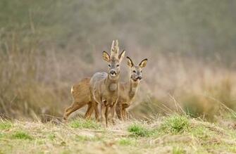 Deer Hunting Wallpaper Computer Thediyhunter Funny