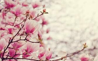 Magnolia Wallpaper