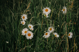 Daisy Aesthetic Computer Wallpaper