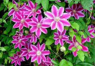 Pink With White Combination Flower Of Clematis Desktop Image