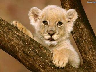 Big Cats The Animal Kingdom Wallpaper