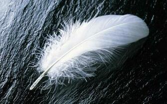 Peacock Feather Wallpaper