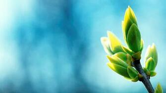 Blue And Green HD Wallpaper FullHDwpp Full