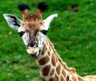 Giraffe Wallpaper HD Top NicewallpaperHD